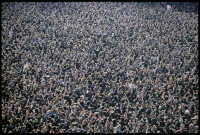 Large Anti-Shah demonstration, Tehran, 1979 - ©2025 David Burnett.<br/>All rights reserved.