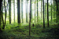 The trees of Verdun World War I 100 Years later, the trees still know everything - ©2025 David Burnett.<br/>All rights reserved.