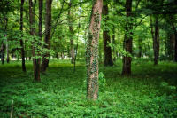 The Trees know: They've heard it all.... - ©2025 David Burnett.<br/>All rights reserved.