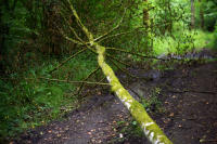 The trees have heard it all - ©2025 David Burnett.<br/>All rights reserved.