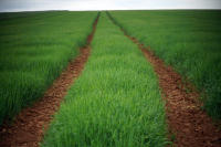A battle field near St Mihiel - ©2025 David Burnett.<br/>All rights reserved.